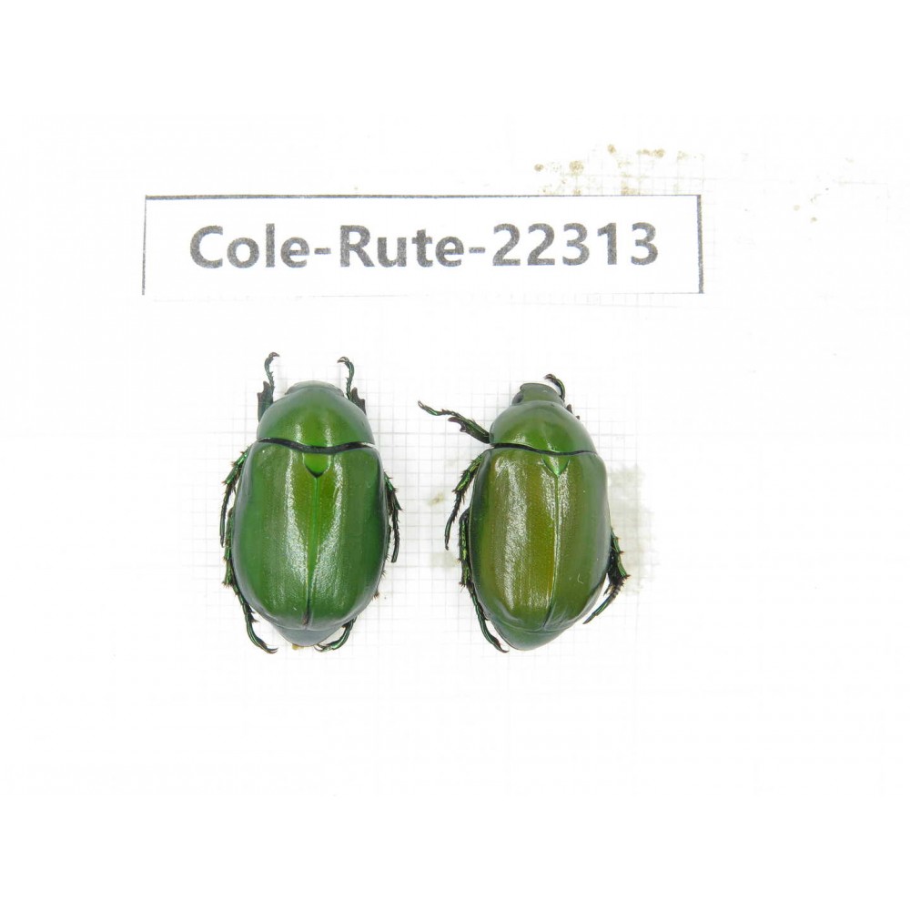 Rutelidae sp. China, Yunnan, Xiangerila, S of Weixi county. 2Pcs. Cole-Rute-22313.