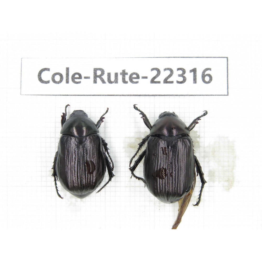 Rutelidae sp. China, Yunnan, Xiangerila, S of Weixi county. 2Pcs. Cole-Rute-22316.