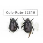Rutelidae sp. China, Yunnan, Xiangerila, S of Weixi county. 2Pcs. Cole-Rute-22316.