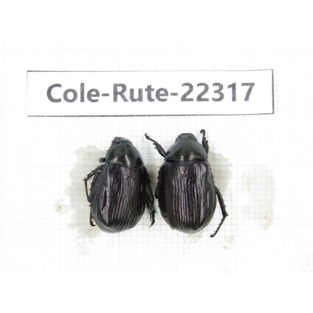 Rutelidae sp. China, Yunnan, Xiangerila, S of Weixi county. 2Pcs. Cole-Rute-22317.