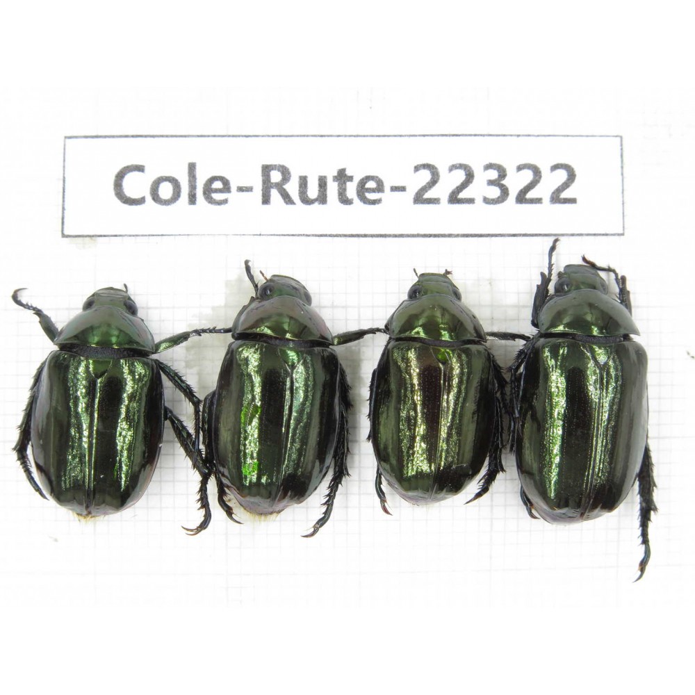Rutelidae sp. China, Yunnan, Xiangerila, S of Weixi county. 4Pcs. Cole-Rute-22322.