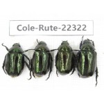 Rutelidae sp. China, Yunnan, Xiangerila, S of Weixi county. 4Pcs. Cole-Rute-22322.