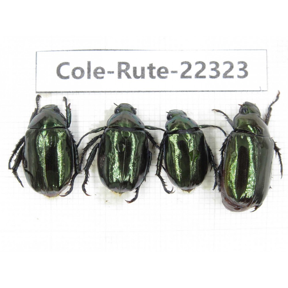 Rutelidae sp. China, Yunnan, Xiangerila, S of Weixi county. 4Pcs. Cole-Rute-22323.