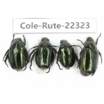 Rutelidae sp. China, Yunnan, Xiangerila, S of Weixi county. 4Pcs. Cole-Rute-22323.