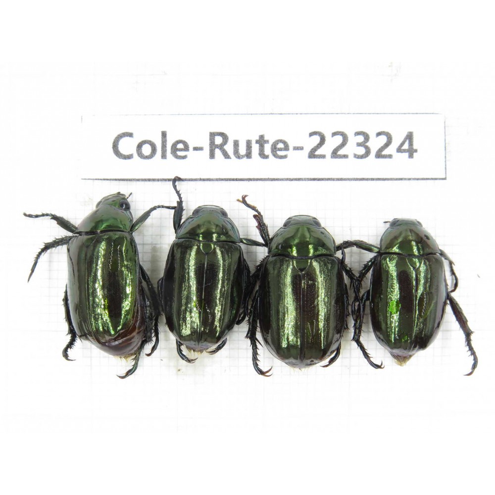 Rutelidae sp. China, Yunnan, Xiangerila, S of Weixi county. 4Pcs. Cole-Rute-22324.