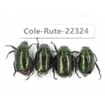 Rutelidae sp. China, Yunnan, Xiangerila, S of Weixi county. 4Pcs. Cole-Rute-22324.