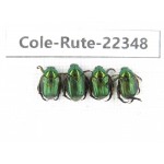 Rutelidae sp. China, Yunnan, Xiangerila, S of Weixi county. 4Pcs. Cole-Rute-22348.