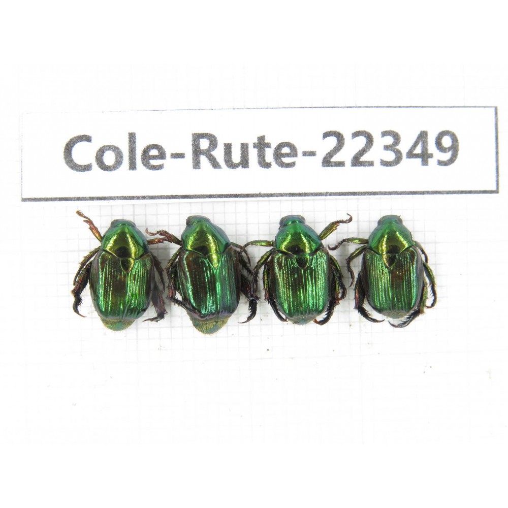 Rutelidae sp. China, Yunnan, Xiangerila, S of Weixi county. 4Pcs. Cole-Rute-22349.