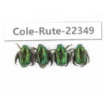 Rutelidae sp. China, Yunnan, Xiangerila, S of Weixi county. 4Pcs. Cole-Rute-22349.