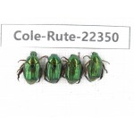 Rutelidae sp. China, Yunnan, Xiangerila, S of Weixi county. 4Pcs. Cole-Rute-22350.