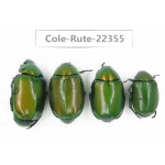 Rutelidae sp. China,  Yunnan, Honghe, Pingbian county. 4Pcs. Cole-Rute-22355.