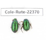 Rutelidae sp. China,  Yunnan, Honghe, Pingbian county. 2Pcs. Cole-Rute-22370.