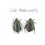 Rutelidae sp. China,  Yunnan, Honghe, Pingbian county. 2Pcs. Cole-Rute-22371.