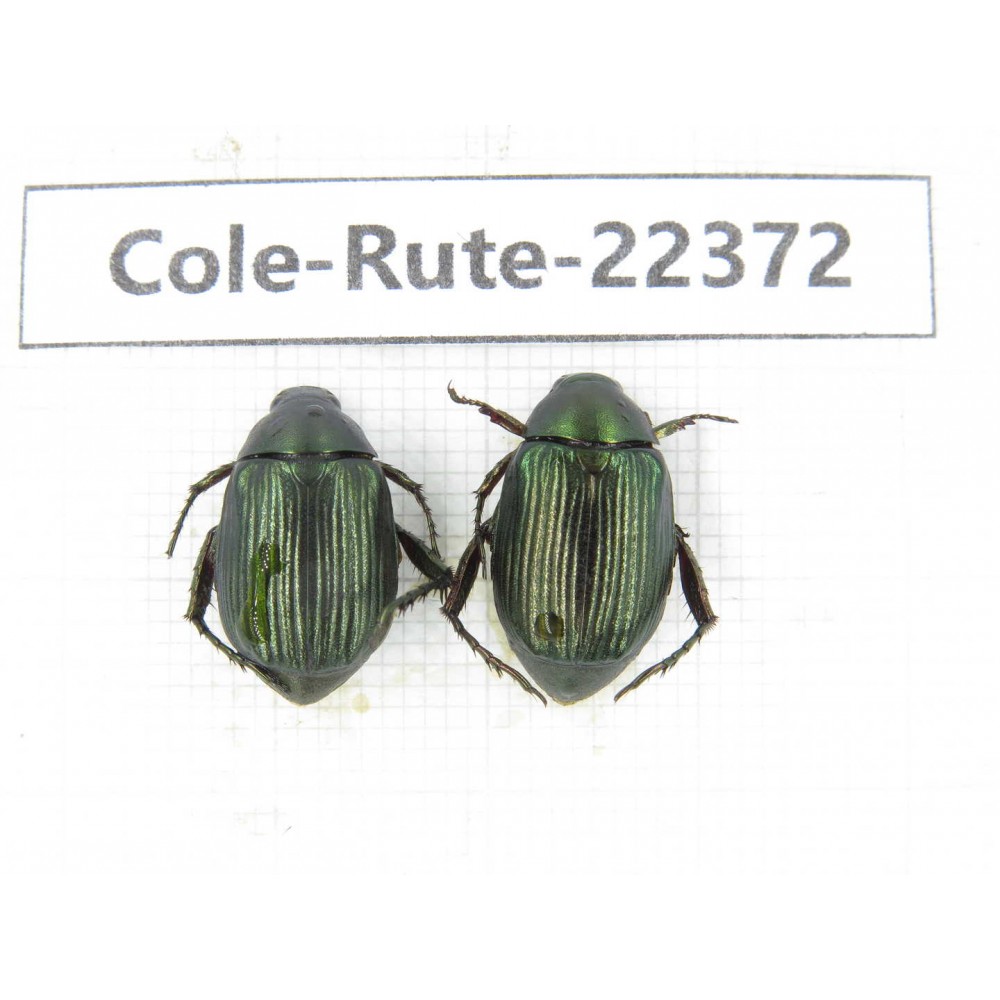 Rutelidae sp. China,  Yunnan, Honghe, Pingbian county. 2Pcs. Cole-Rute-22372.