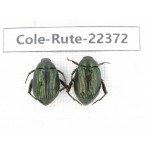 Rutelidae sp. China,  Yunnan, Honghe, Pingbian county. 2Pcs. Cole-Rute-22372.