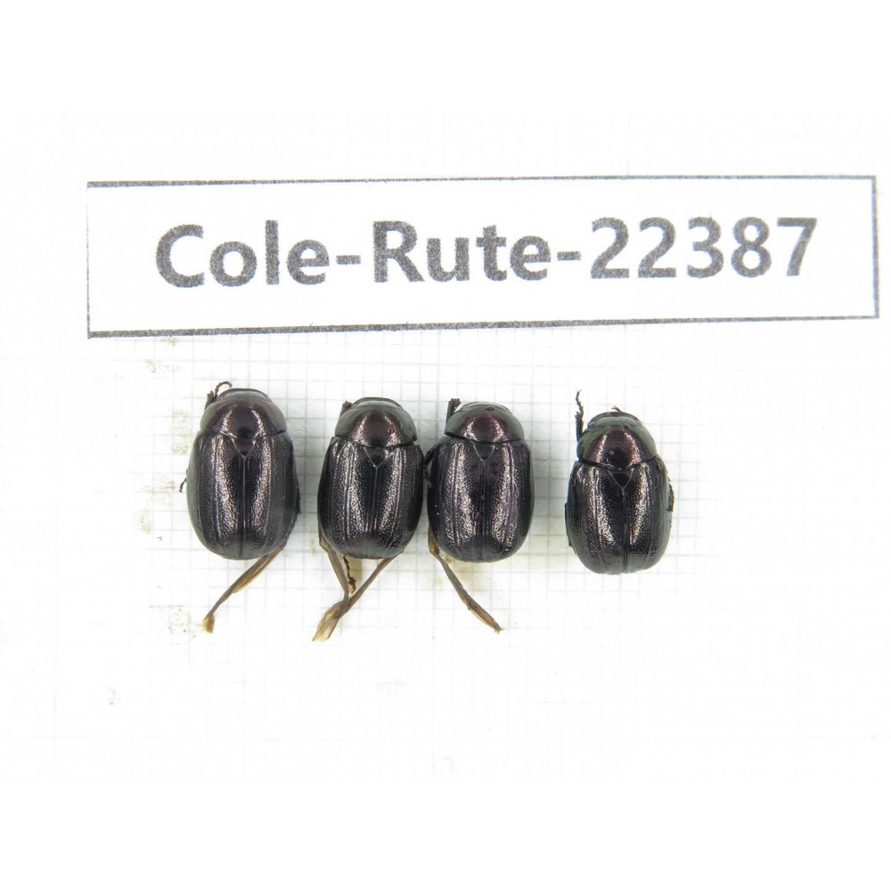 Rutelidae sp. China,  Yunnan, Honghe, Pingbian county. 4Pcs. Cole-Rute-22387.