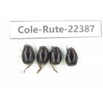 Rutelidae sp. China,  Yunnan, Honghe, Pingbian county. 4Pcs. Cole-Rute-22387.