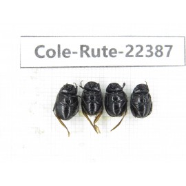 Rutelidae sp. China,  Yunnan, Honghe, Pingbian county. 4Pcs. Cole-Rute-22387.