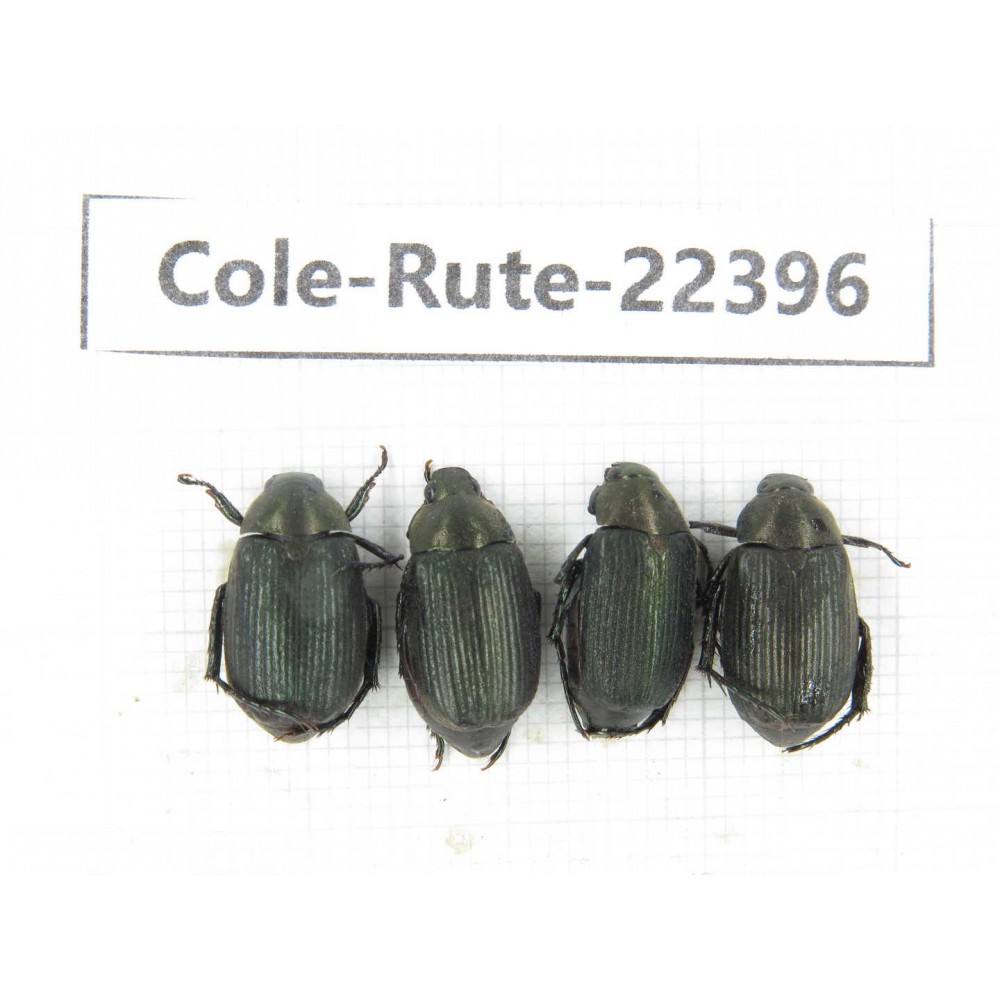 Rutelidae sp. China, Yunnan, Nujiang, Fugong county. 4Pcs. Cole-Rute-22396.
