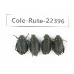 Rutelidae sp. China, Yunnan, Nujiang, Fugong county. 4Pcs. Cole-Rute-22396.