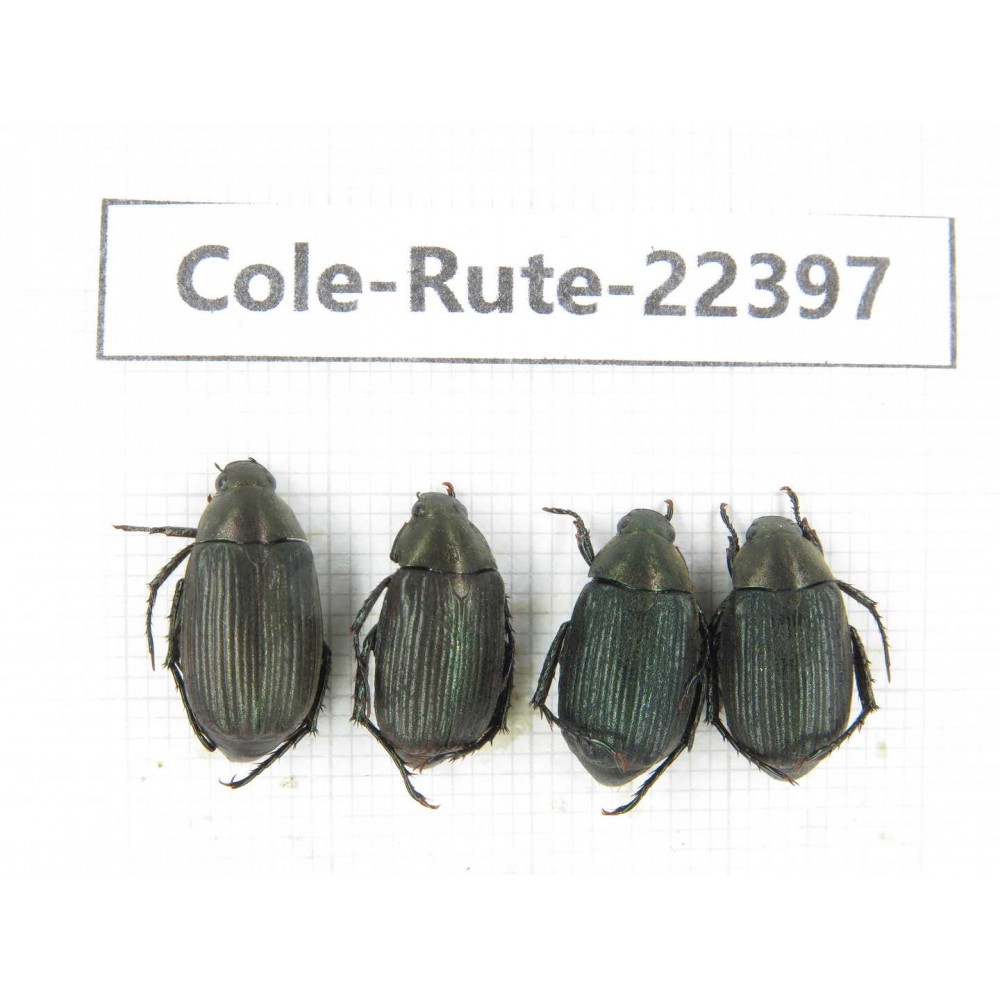 Rutelidae sp. China, Yunnan, Nujiang, Fugong county. 4Pcs. Cole-Rute-22397.