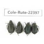 Rutelidae sp. China, Yunnan, Nujiang, Fugong county. 4Pcs. Cole-Rute-22397.