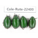 Rutelidae sp. China, Yunnan, Nujiang, Fugong county. 4Pcs. Cole-Rute-22400.