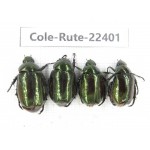 Rutelidae sp. China, Yunnan, Nujiang, N of Mt.Biluoxueshan. 4Pcs. Cole-Rute-22401.