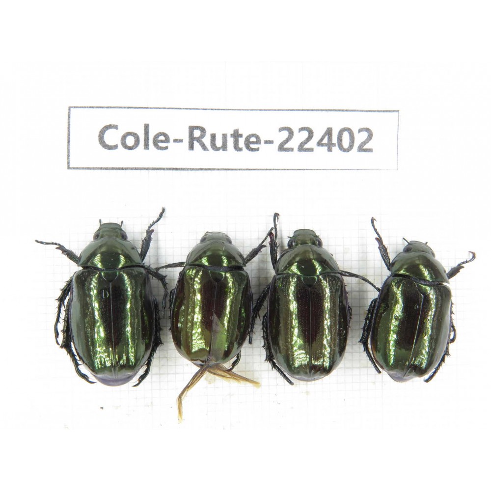 Rutelidae sp. China, Yunnan, Nujiang, N of Mt.Biluoxueshan. 4Pcs. Cole-Rute-22402.