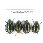Rutelidae sp. China, Yunnan, Nujiang, N of Mt.Biluoxueshan. 4Pcs. Cole-Rute-22402.