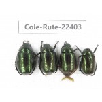 Rutelidae sp. China, Yunnan, Nujiang, N of Mt.Biluoxueshan. 4Pcs. Cole-Rute-22403.