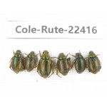 Rutelidae sp. China, Yunnan, Nujiang, N of Mt.Biluoxueshan. 6Pcs. Cole-Rute-22416.