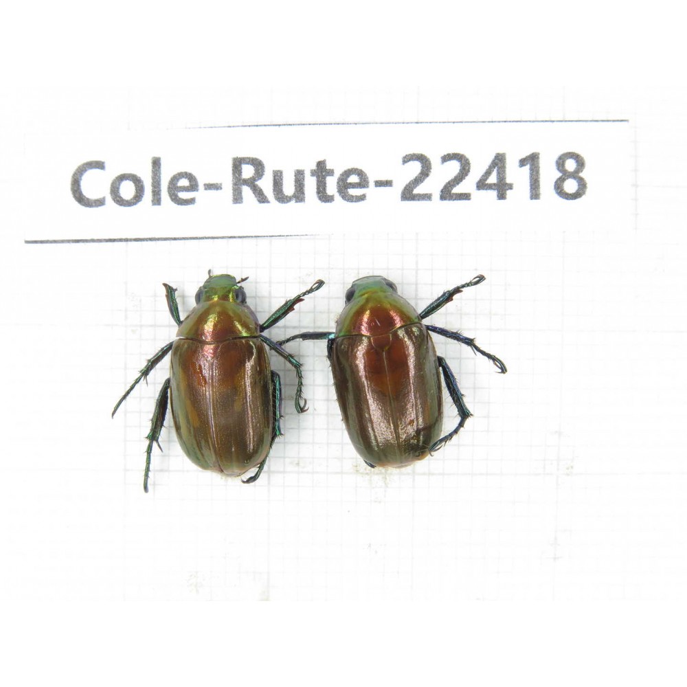 Rutelidae sp. China, Yunnan, Nujiang, N of Mt.Biluoxueshan. 2Pcs. Cole-Rute-22418.