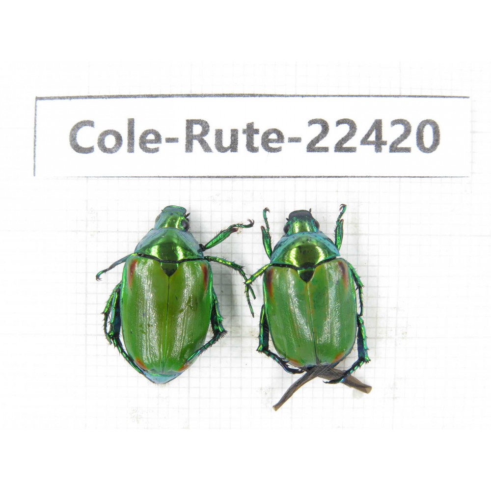 Rutelidae sp. China, Yunnan, Nujiang, N of Mt.Biluoxueshan. 2Pcs. Cole-Rute-22420.