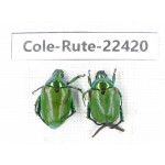 Rutelidae sp. China, Yunnan, Nujiang, N of Mt.Biluoxueshan. 2Pcs. Cole-Rute-22420.