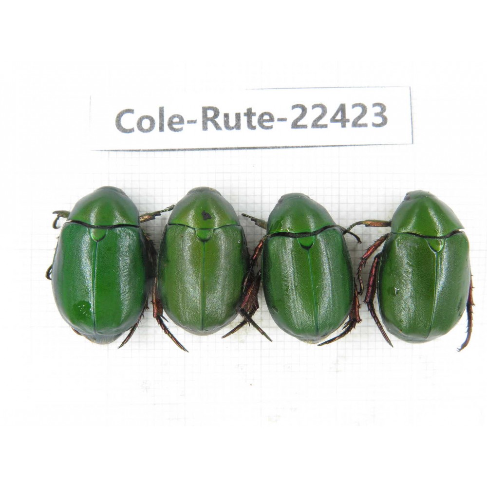 Rutelidae sp. China, Yunnan, Dali, S of Mt.Cangshan. 4Pcs. Cole-Rute-22423.