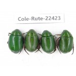 Rutelidae sp. China, Yunnan, Dali, S of Mt.Cangshan. 4Pcs. Cole-Rute-22423.