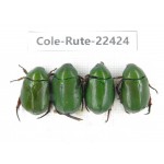 Rutelidae sp. China, Yunnan, Dali, S of Mt.Cangshan. 4Pcs. Cole-Rute-22424.