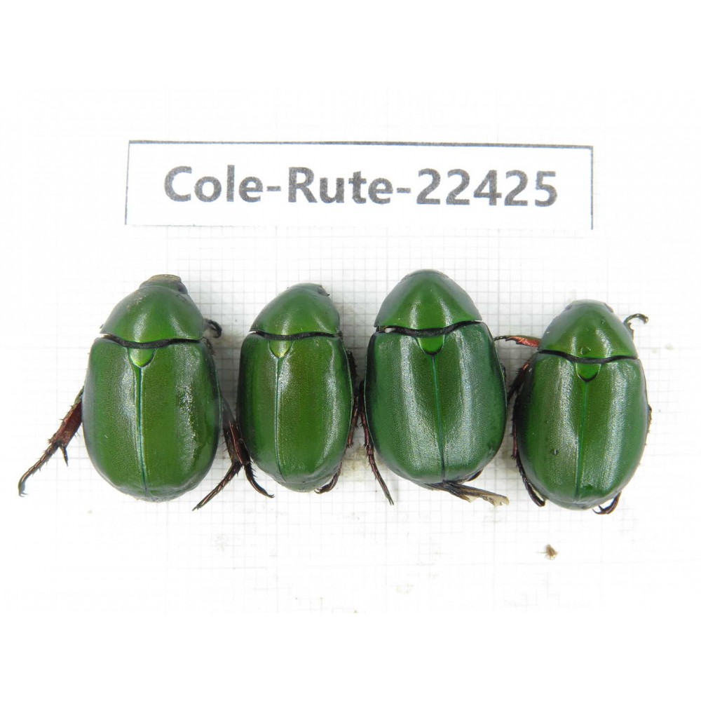 Rutelidae sp. China, Yunnan, Dali, S of Mt.Cangshan. 4Pcs. Cole-Rute-22425.