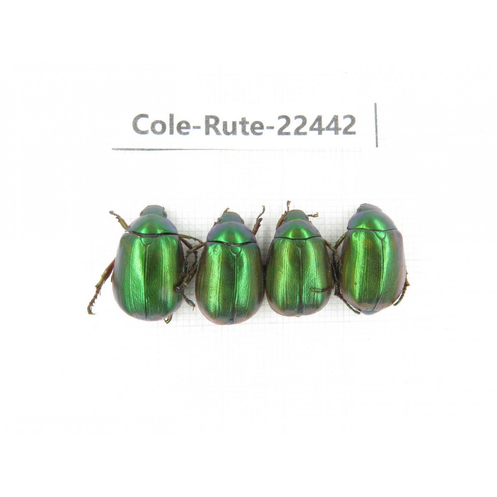Rutelidae sp. China, Guangxi, Liuzhou, Mt.Dayaoshan. 4Pcs. Cole-Rute-22442.