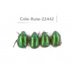 Rutelidae sp. China, Guangxi, Liuzhou, Mt.Dayaoshan. 4Pcs. Cole-Rute-22442.