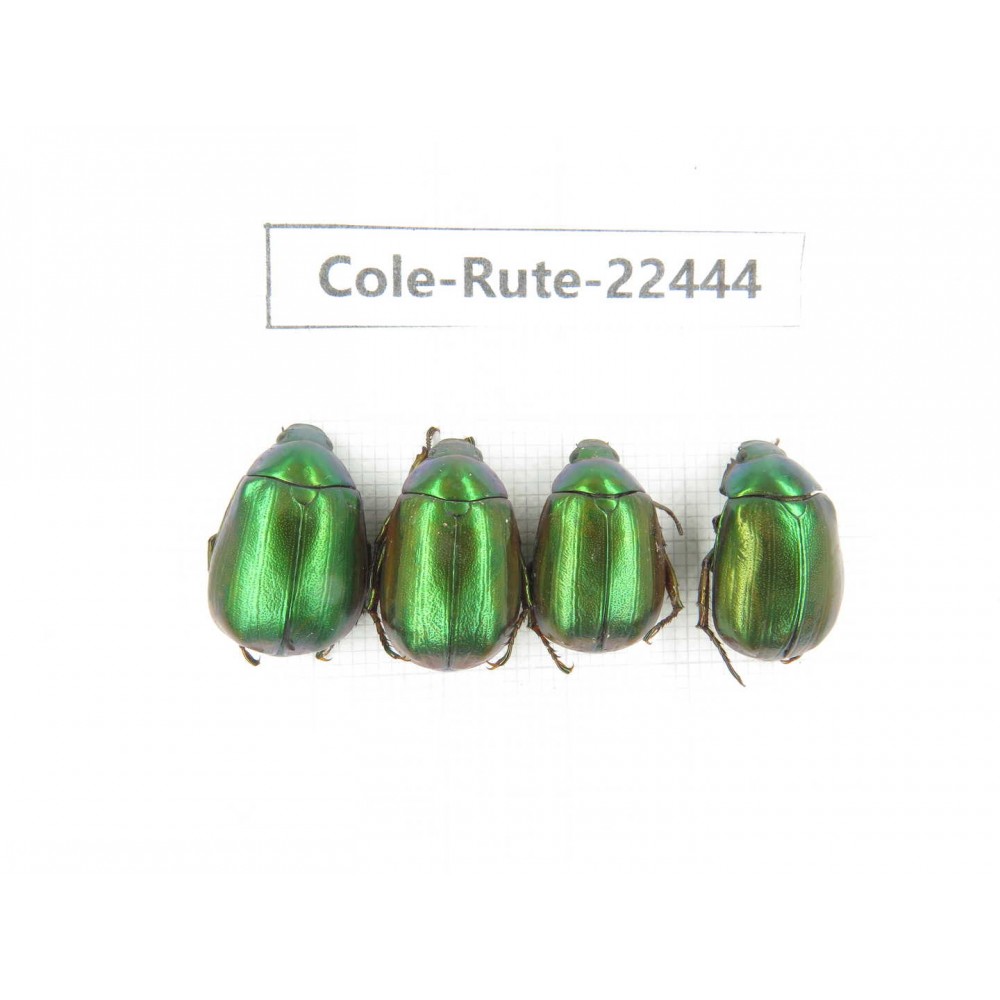 Rutelidae sp. China, Guangxi, Liuzhou, Mt.Dayaoshan. 4Pcs. Cole-Rute-22444.