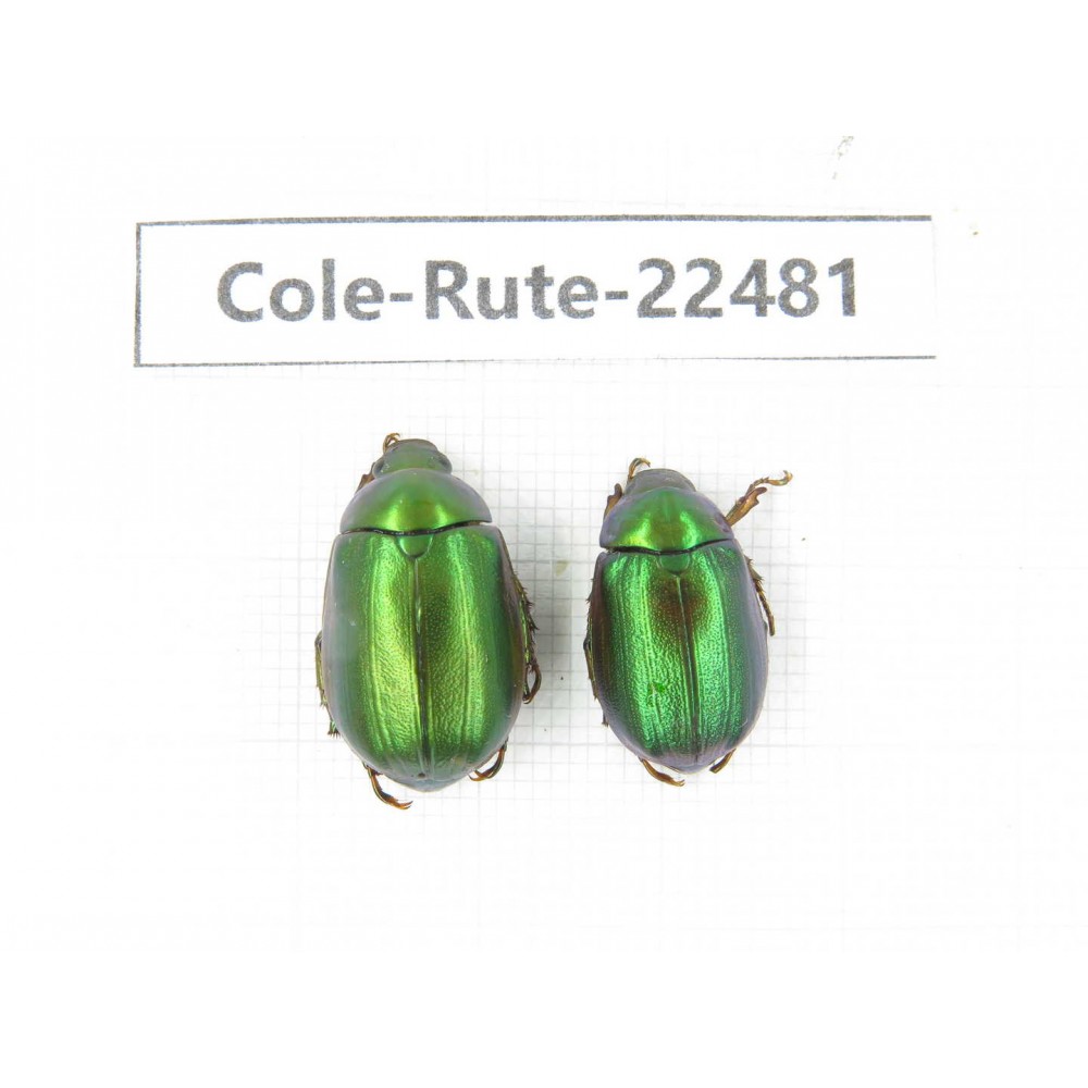 Rutelidae sp. China, Guizhou, Qiandongnan, Rongjiang county.2Pcs. Cole-Rute-22481.
