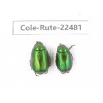 Rutelidae sp. China, Guizhou, Qiandongnan, Rongjiang county.2Pcs. Cole-Rute-22481.