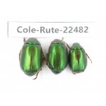 Rutelidae sp. China, Guizhou, Qiandongnan, Rongjiang county. 3Pcs. Cole-Rute-22482.