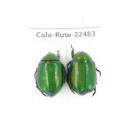 Rutelidae sp. China, Guizhou, Qiandongnan, Rongjiang county. 2Pcs. Cole-Rute-22483.