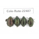 Rutelidae sp. China, Guizhou, Qiandongnan, Rongjiang county. 4Pcs. Cole-Rute-22487.