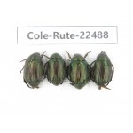 Rutelidae sp. China, Guizhou, Qiandongnan, Rongjiang county. 4Pcs. Cole-Rute-22488.