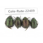 Rutelidae sp. China, Guizhou, Qiandongnan, Rongjiang county. 4Pcs. Cole-Rute-22489.