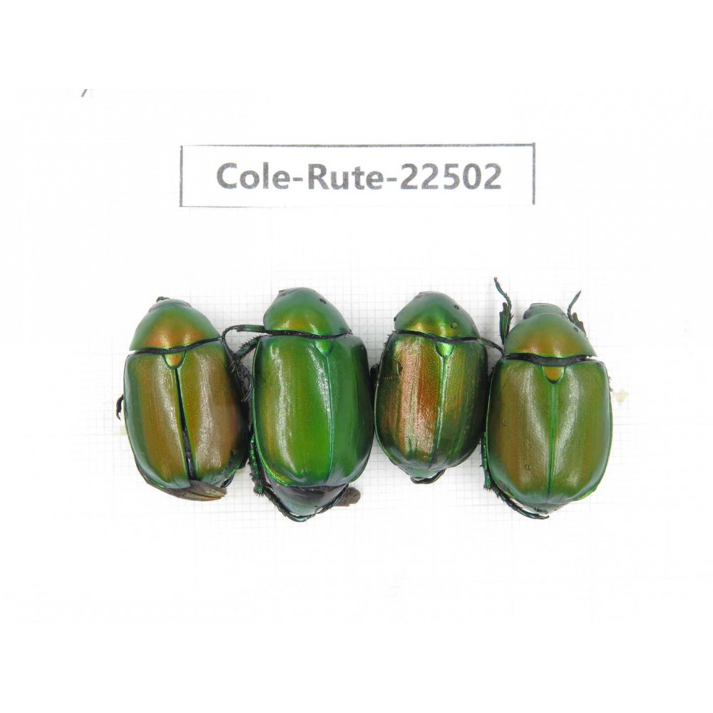 Rutelidae sp. China, Guangxi, Guilin, Longsheng county. 4Pcs. Cole-Rute-22502.